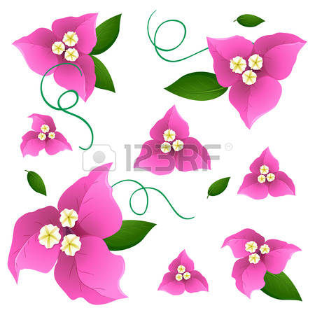Bougainvillea clipart #8, Download drawings