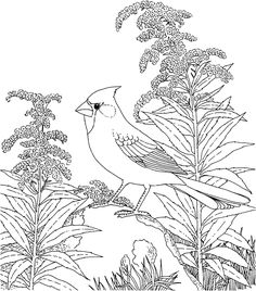 Bowerbird coloring #18, Download drawings