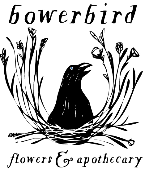 Bowerbird coloring #12, Download drawings