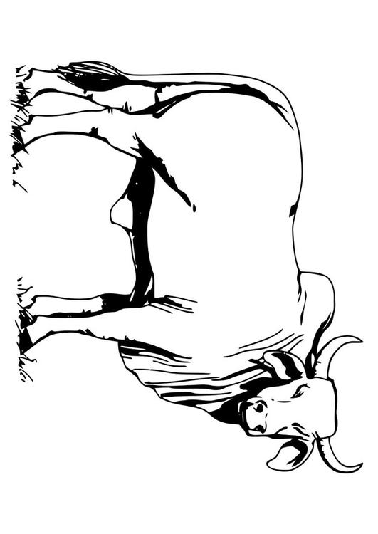 Brahman Bull coloring #16, Download drawings