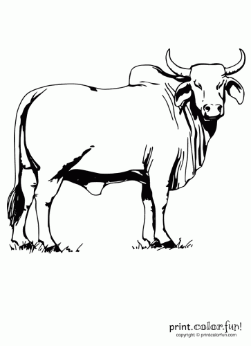 Brahman Bull coloring #2, Download drawings