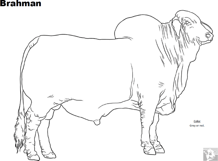 Brahman Bull coloring #4, Download drawings