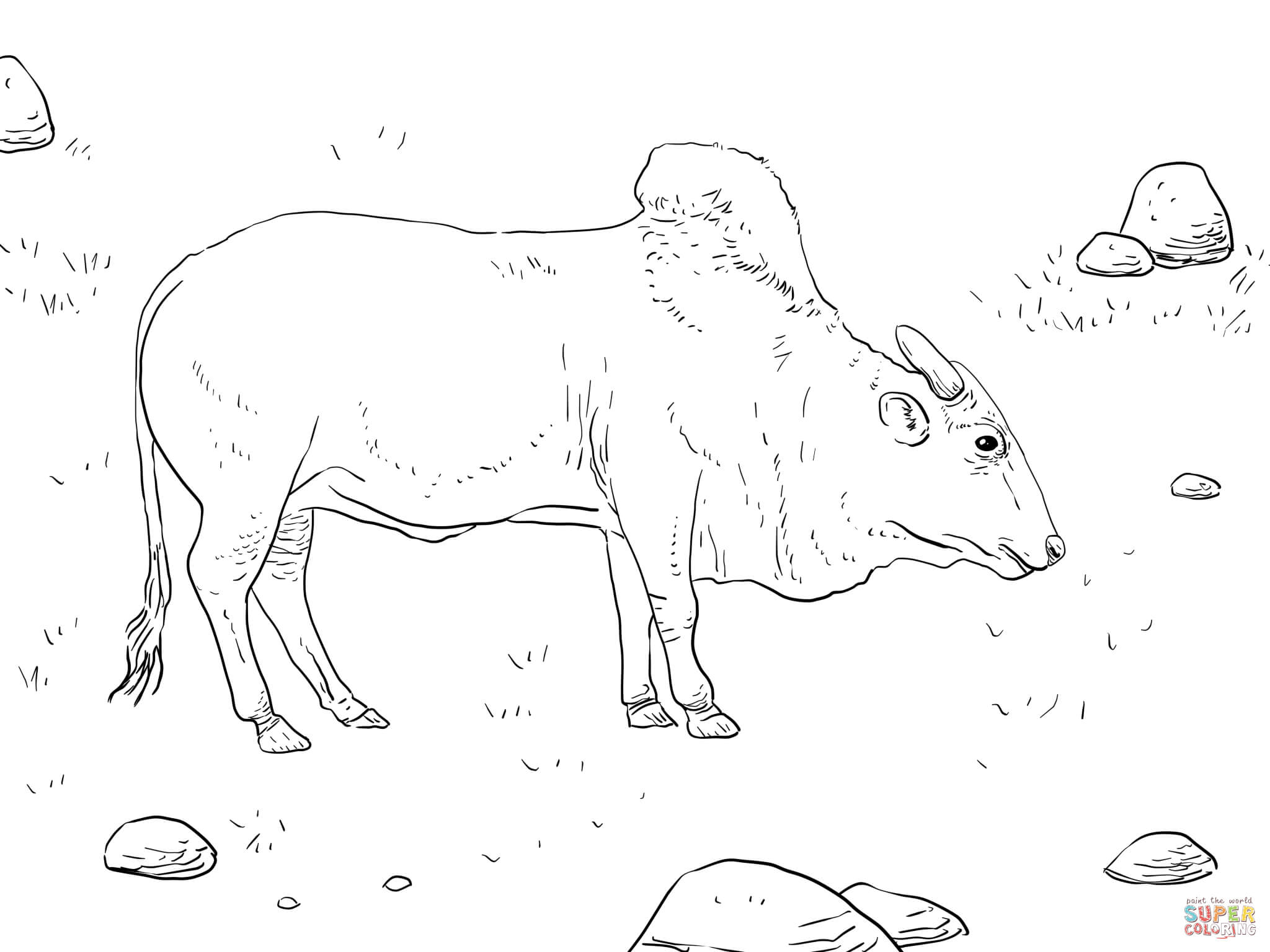 Brahman Bull coloring #13, Download drawings