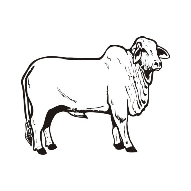 Brahman Bull coloring #3, Download drawings