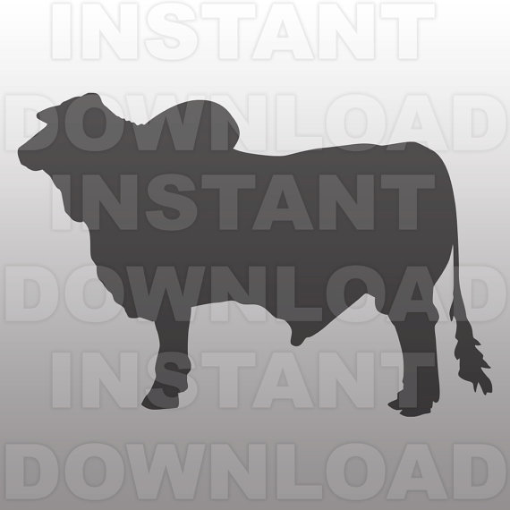 Brahman Bull svg #19, Download drawings