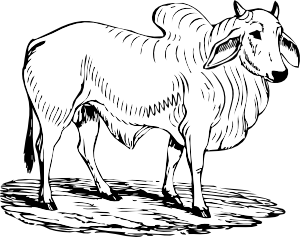 Brahman Bull svg #16, Download drawings