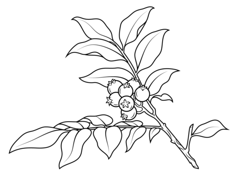 Branch coloring #16, Download drawings