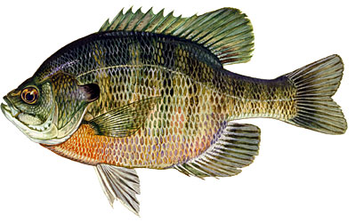 Bream clipart #11, Download drawings