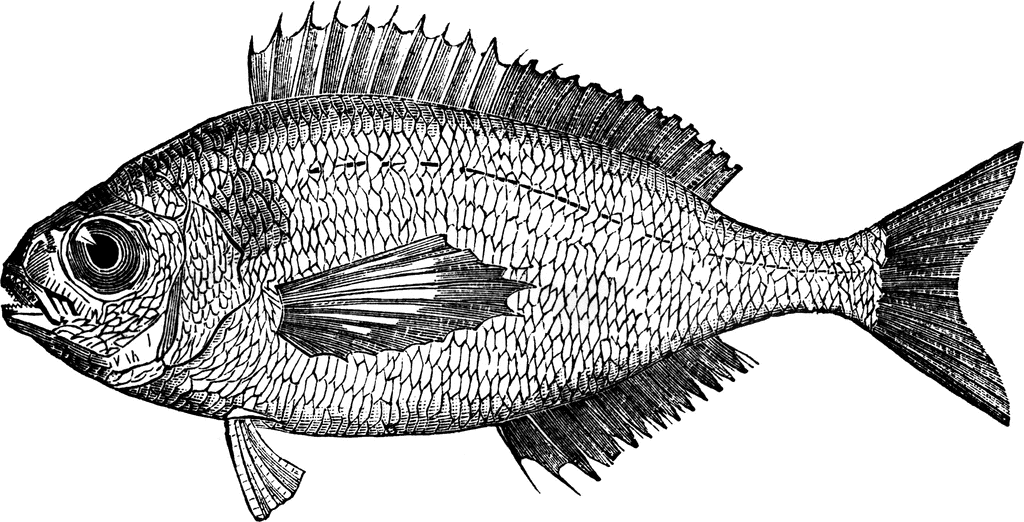 Bream clipart #5, Download drawings