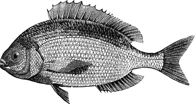 Bream clipart #9, Download drawings