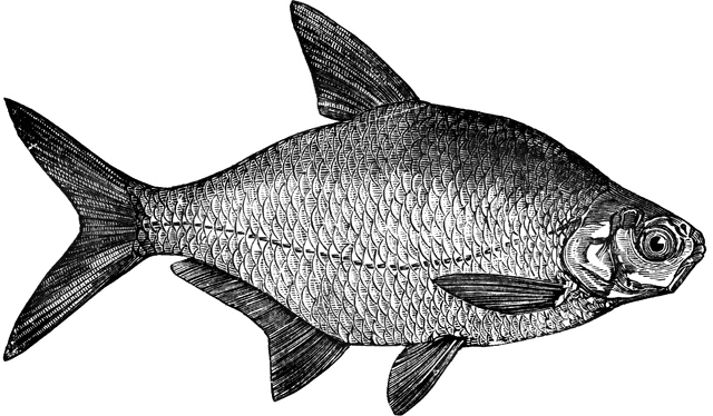 Bream clipart #4, Download drawings
