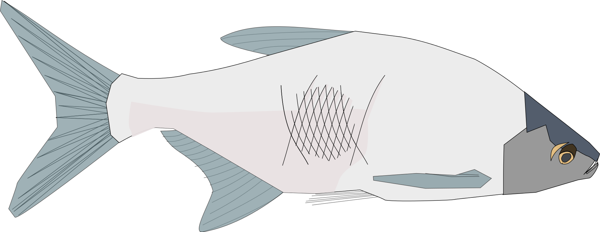 Bream svg #19, Download drawings