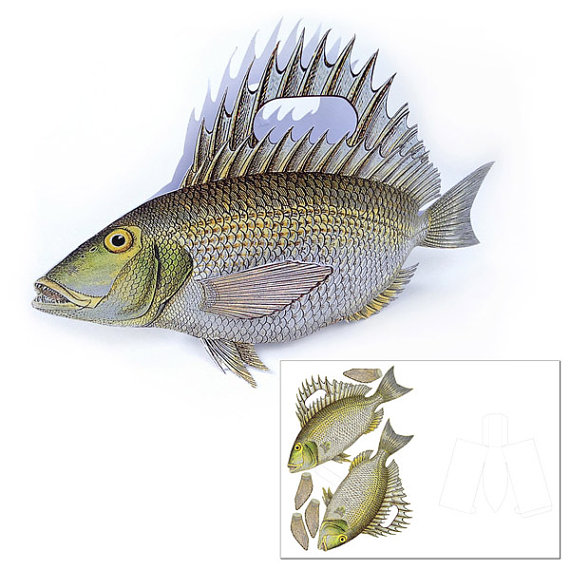 Bream svg #17, Download drawings