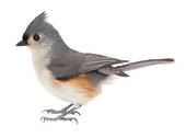 Bridled Titmouse clipart #18, Download drawings