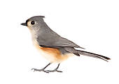 Bridled Titmouse clipart #2, Download drawings