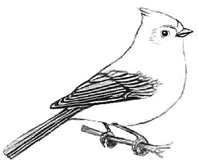 Tufted Titmouse coloring #1, Download drawings