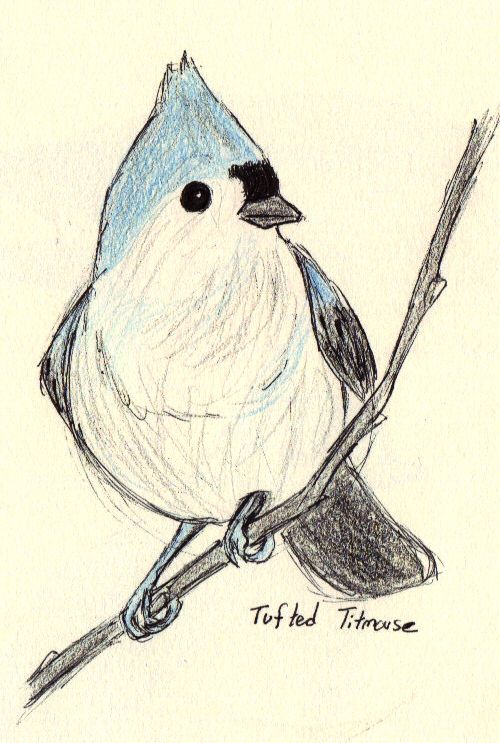 Bridled Titmouse coloring #15, Download drawings