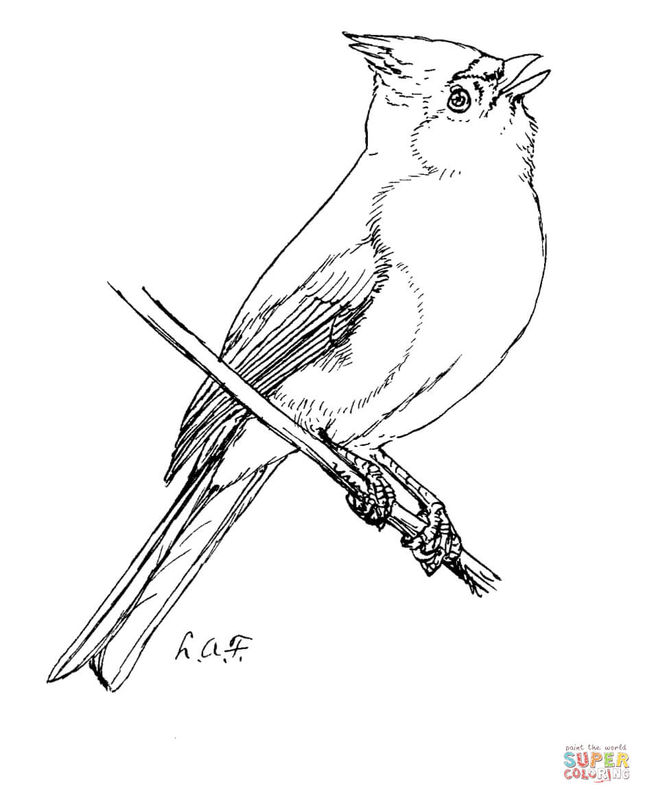 Bridled Titmouse coloring #10, Download drawings
