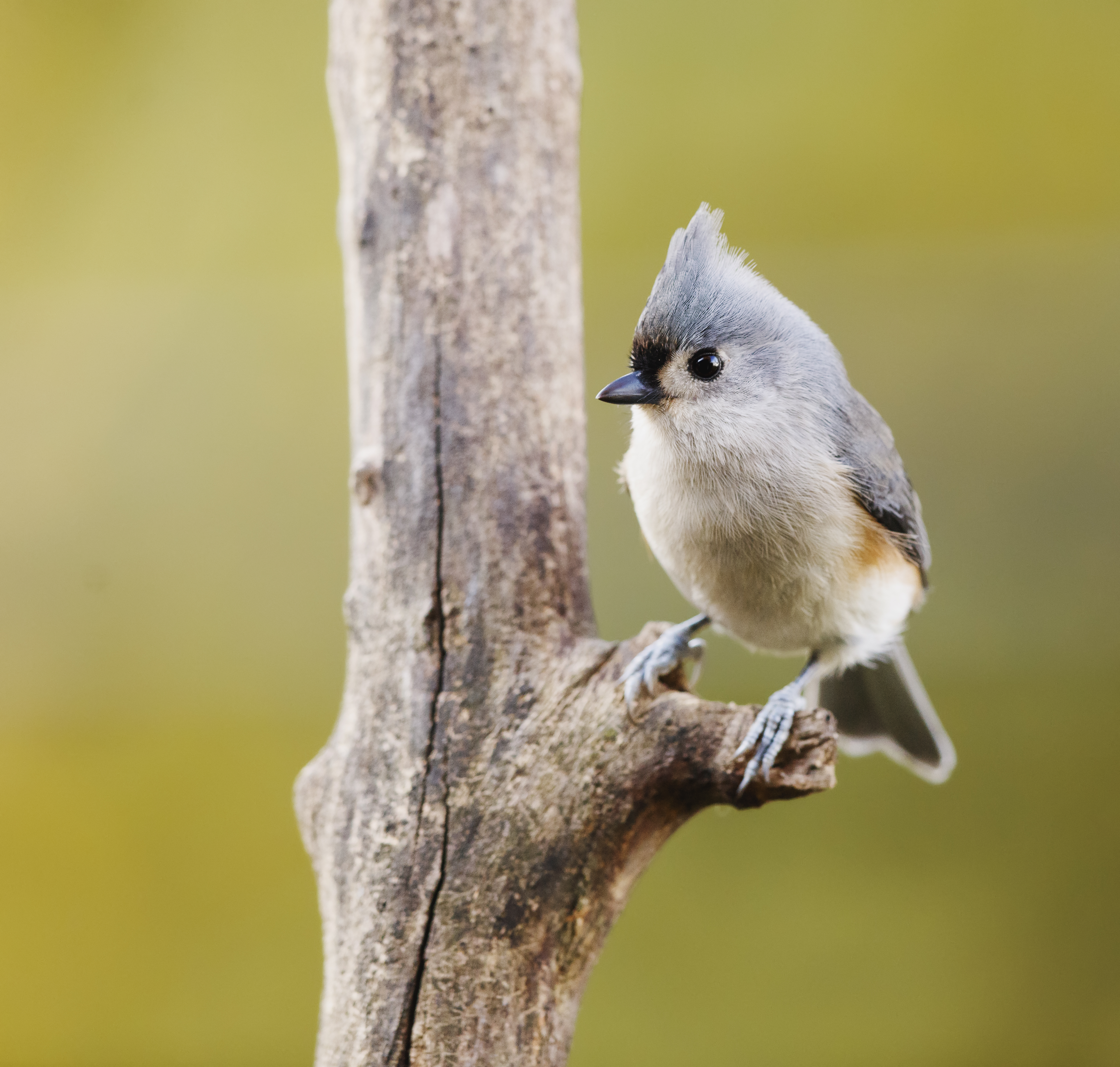 Tufted Titmouse svg #16, Download drawings