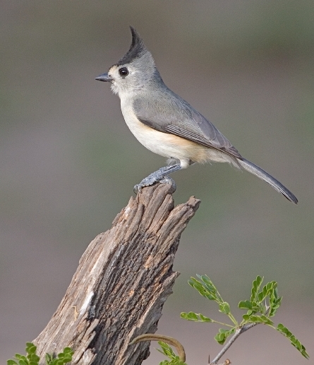 Bridled Titmouse svg #17, Download drawings