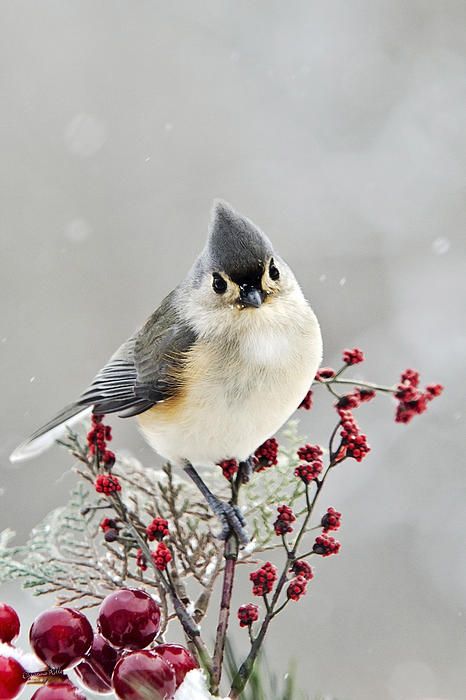 Tufted Titmouse svg #11, Download drawings