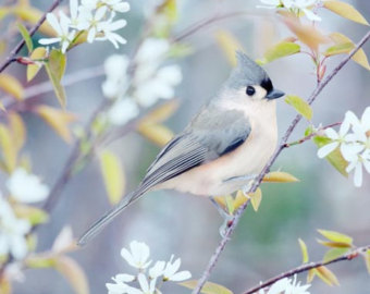 Tufted Titmouse svg #8, Download drawings