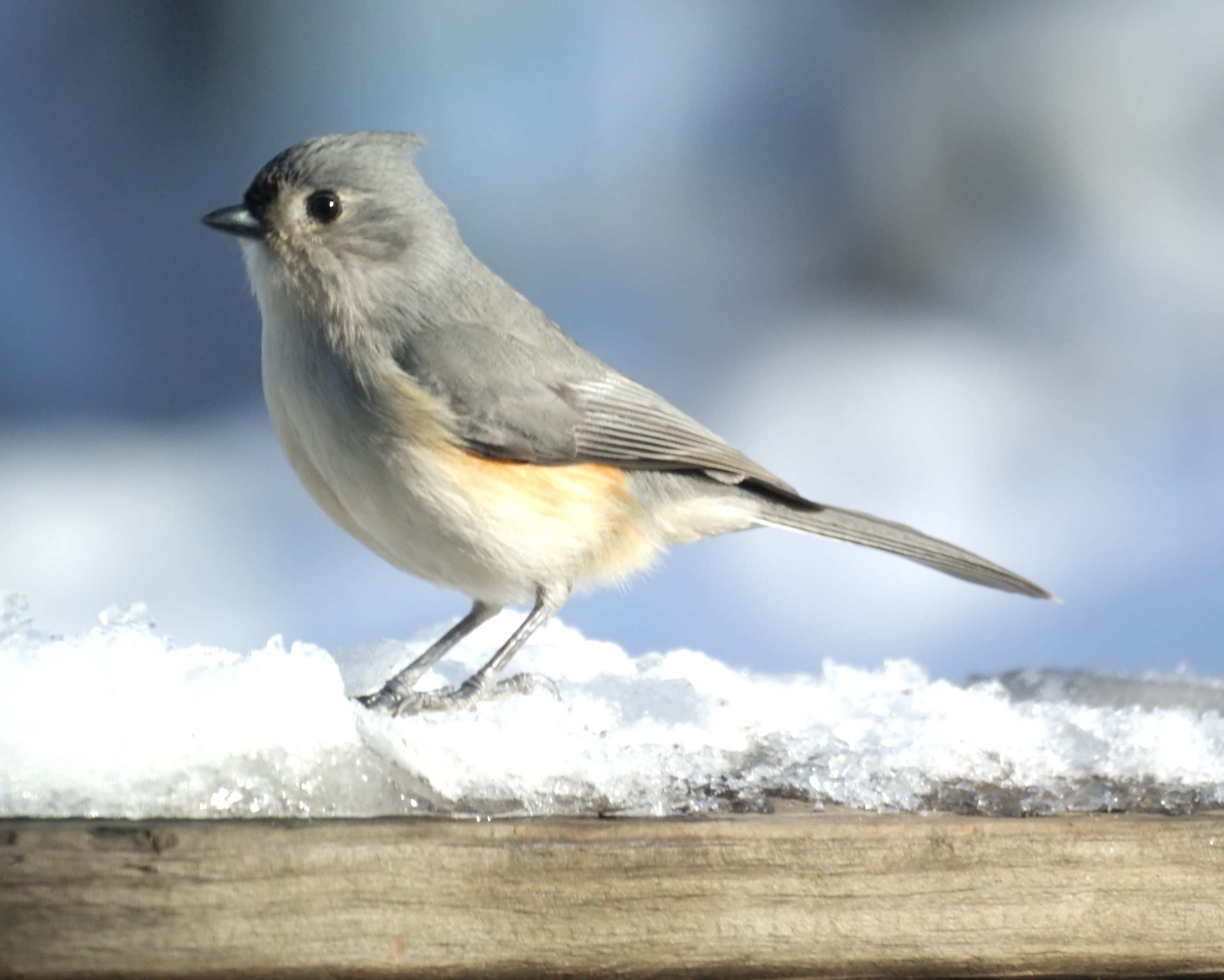 Tufted Titmouse svg #19, Download drawings