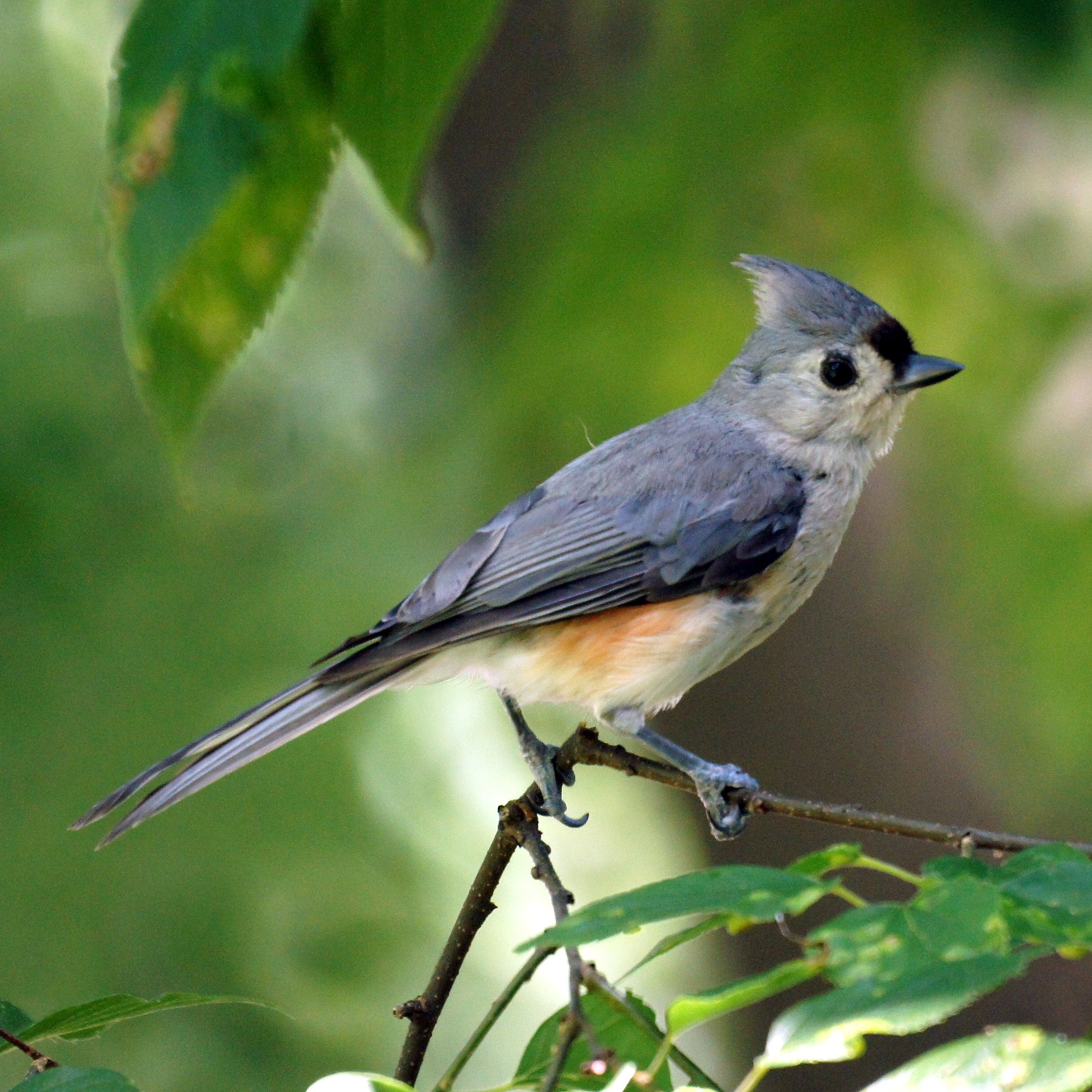Bridled Titmouse svg #15, Download drawings