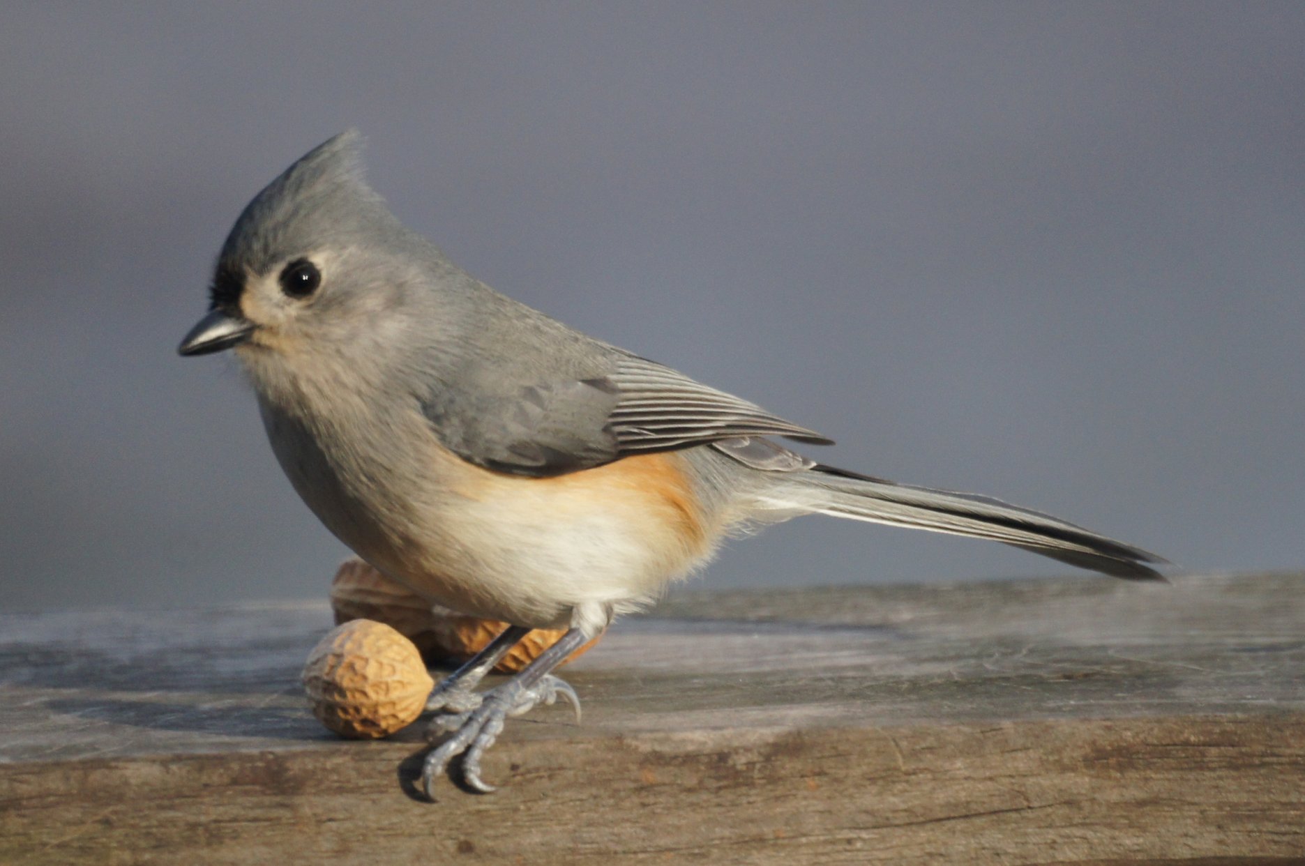 Tufted Titmouse svg #14, Download drawings