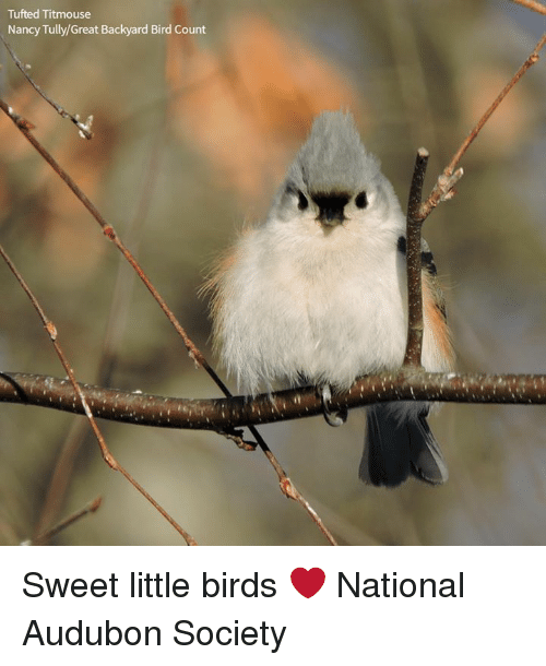 Tufted Titmouse svg #13, Download drawings