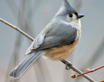 Bridled Titmouse svg #19, Download drawings