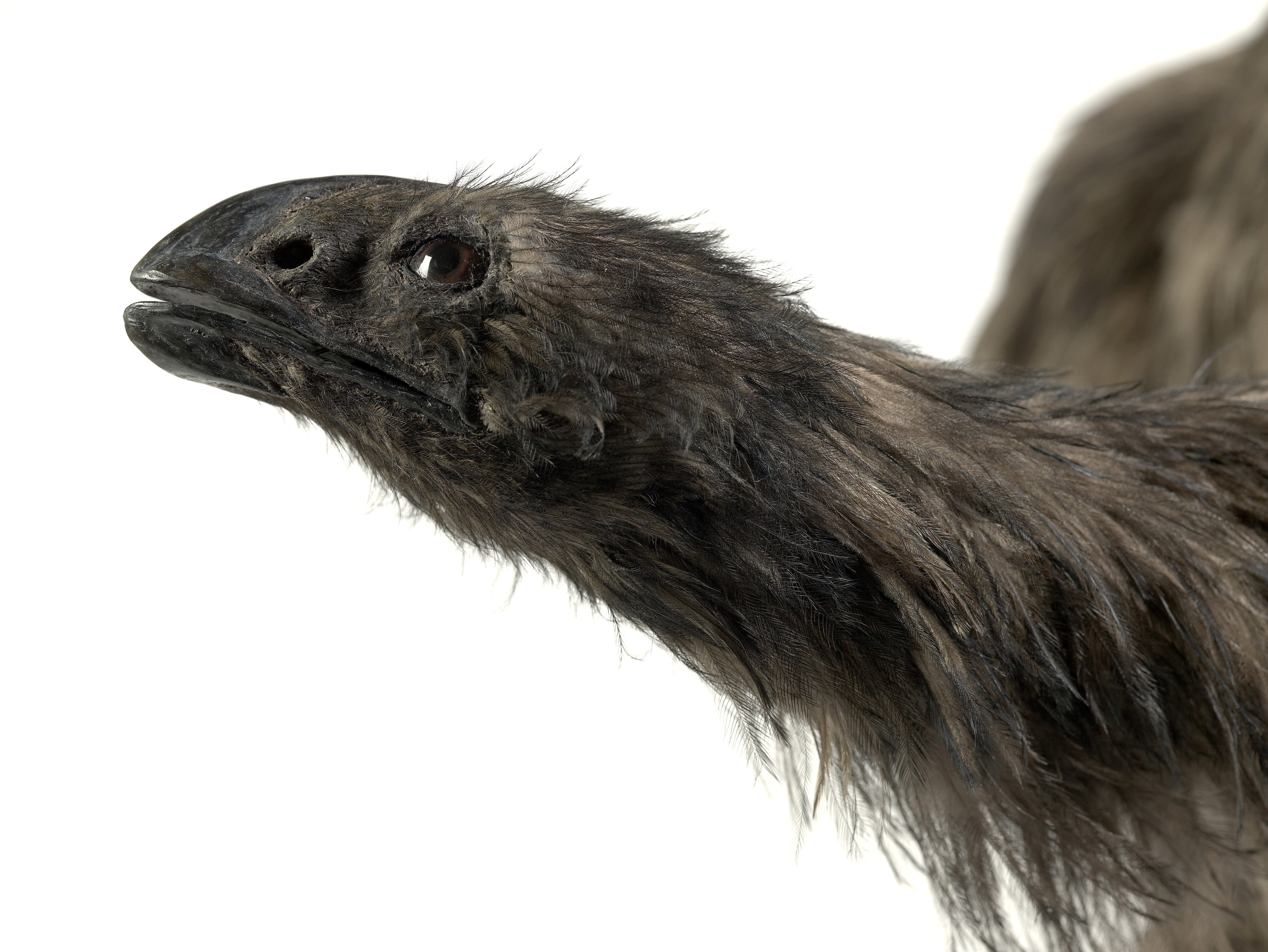 Broad-billed Moa svg #4, Download drawings