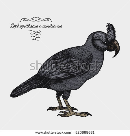 Broad-billed Moa clipart #18, Download drawings