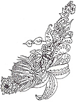 Bromelia coloring #7, Download drawings
