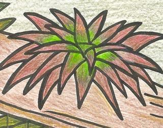 Bromelia coloring #15, Download drawings