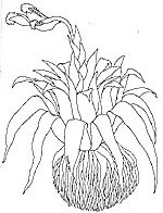 Bromelia coloring #20, Download drawings