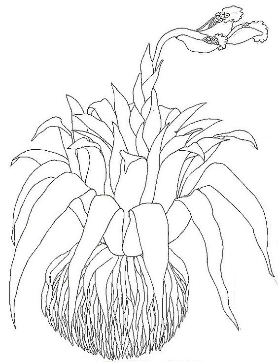 Bromelia coloring #12, Download drawings