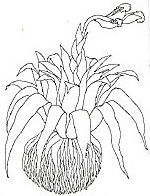 Bromelia coloring #19, Download drawings