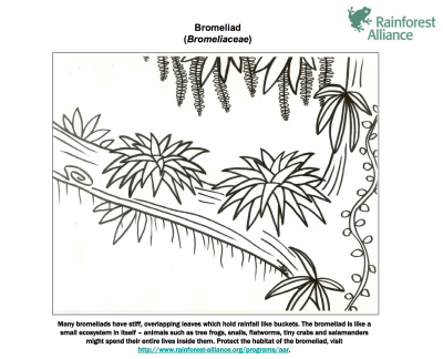 Bromelia coloring #17, Download drawings
