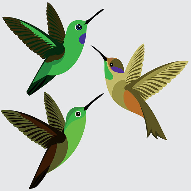 Bronze-tailed Plumeleteer clipart #18, Download drawings