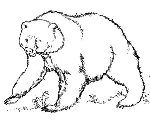Brown Bear coloring #3, Download drawings