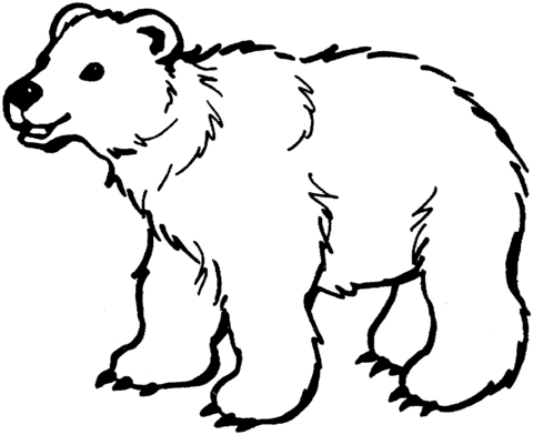 Brown Bear coloring #6, Download drawings