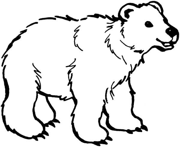 Brown Bear coloring #2, Download drawings