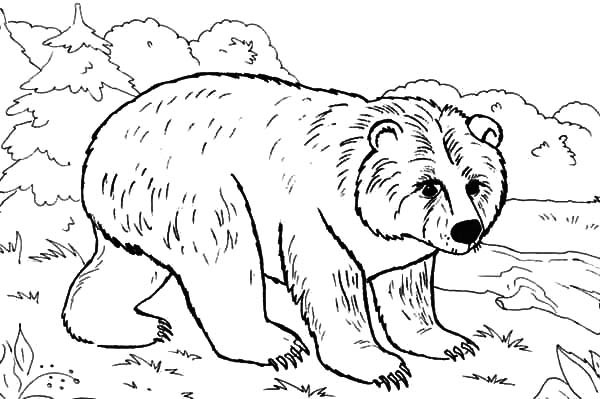 Brown Bear coloring #1, Download drawings