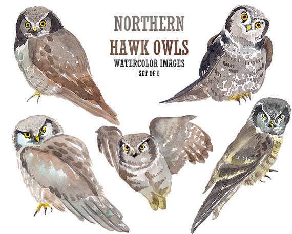 Brown Hawk Owl clipart #15, Download drawings