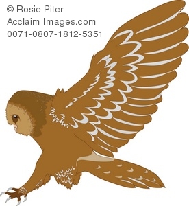 Brown Hawk Owl clipart #20, Download drawings