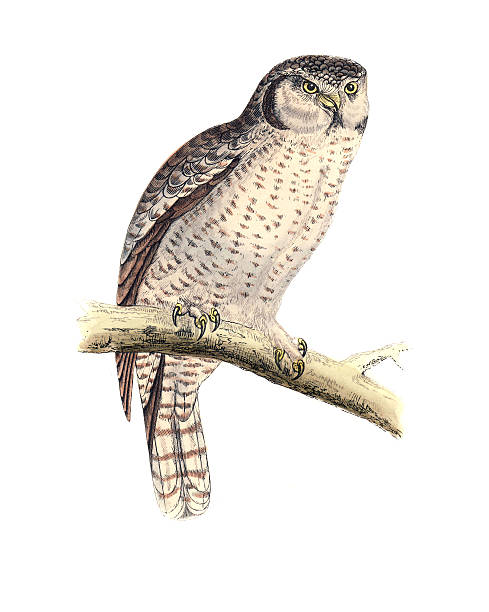 Brown Hawk Owl clipart #17, Download drawings