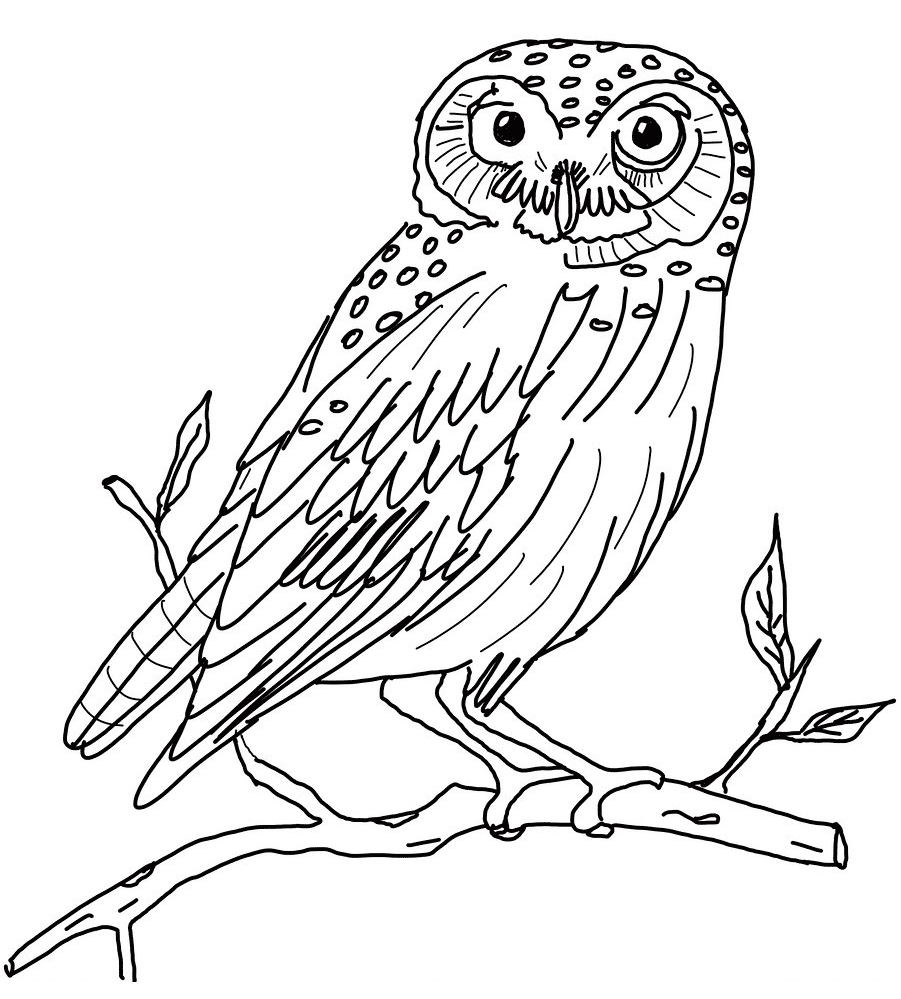 Brown Hawk Owl coloring #12, Download drawings