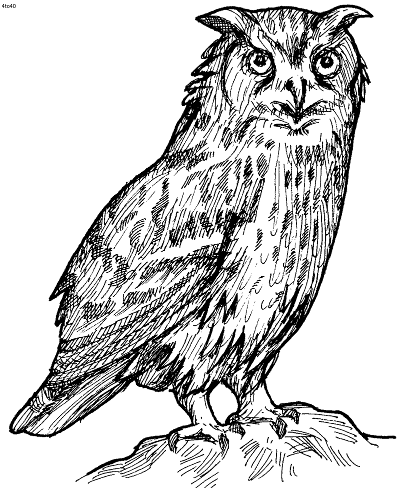 Brown Hawk Owl coloring #19, Download drawings