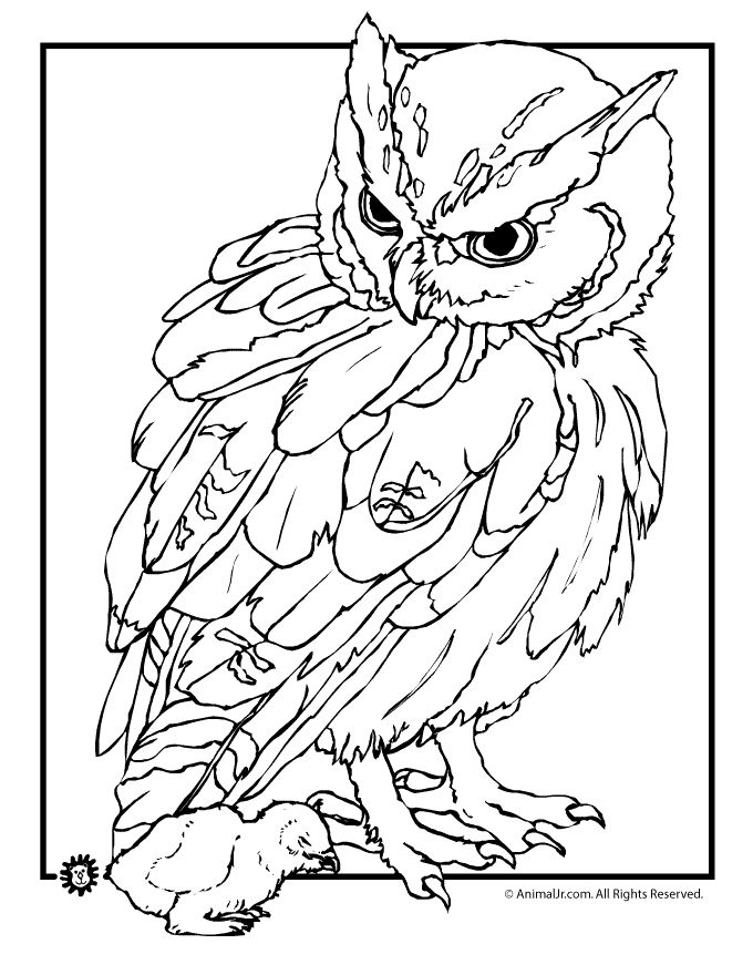 Brown Hawk Owl coloring #8, Download drawings